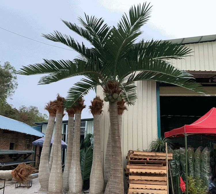 Artificial king Coconut Palm Trees Fiberglass Trunk Use for Outdoor Decoration