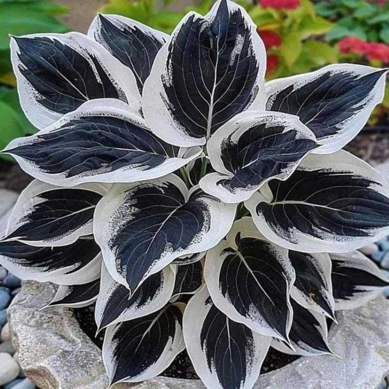 2pcs Hosta Bulb Flowers Shape Decorative Shade Landscapes with Smooth Leaf Texture Appeal (Black)