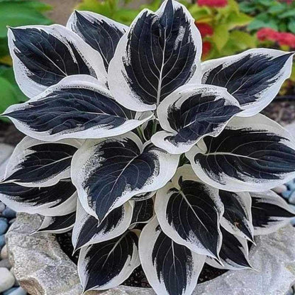 2pcs Hosta Bulb Flowers Shape Decorative Shade Landscapes with Smooth Leaf Texture Appeal (Black)