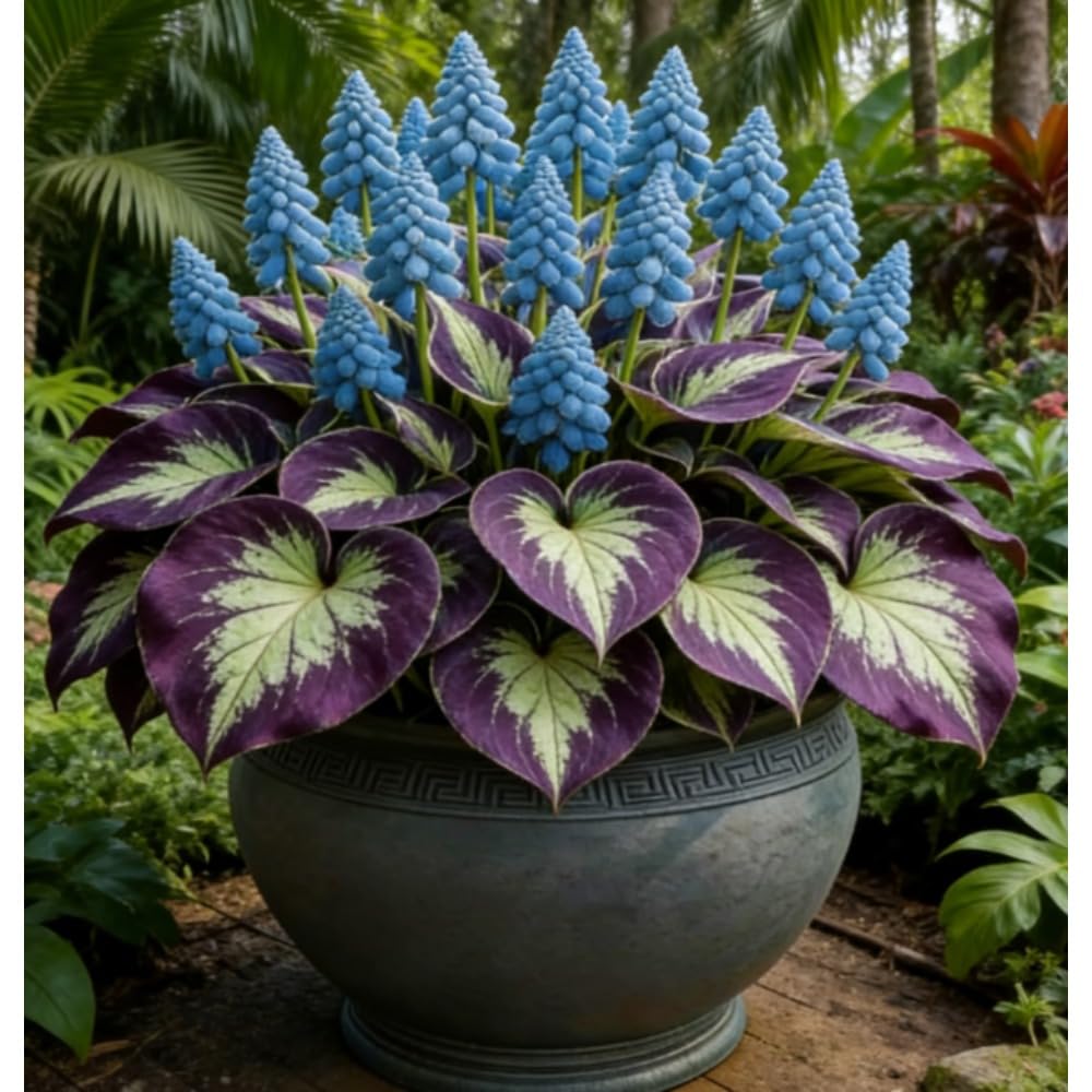 2pcs Hosta Bulb Flowers Shape Decorative Shade Landscapes with Smooth Leaf Texture Appeal (Black)