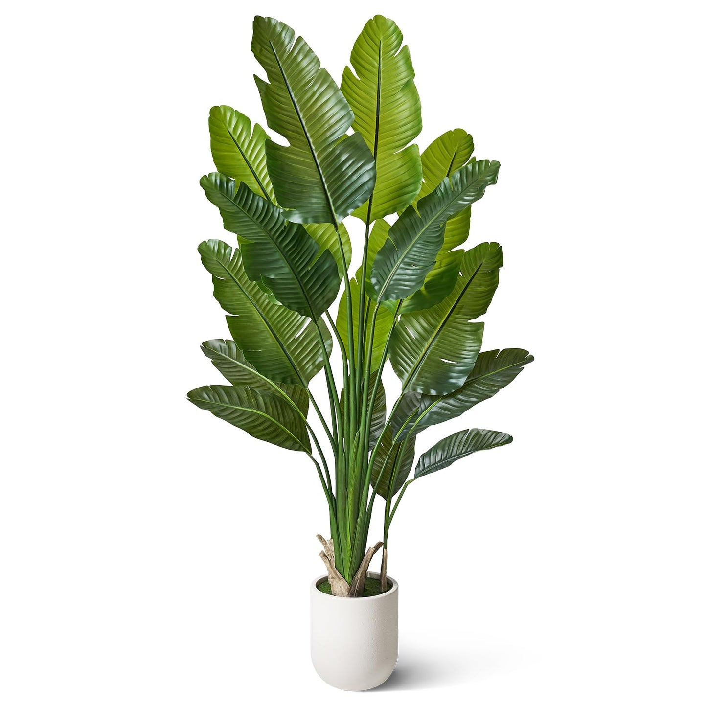 VeriNatural Bird of Paradise Artificial Plant,6Ft Tall Fake Plants Indoor with 11" White Planter, Faux Tropical Palm Tree with 10 Trunks, Large Artificial Tree Decor for Living Room Office Home