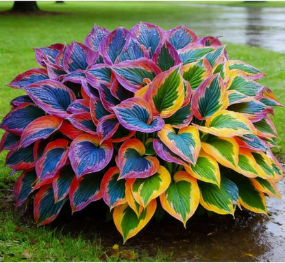 2pcs Hosta Bulb Flowers Shape Decorative Shade Landscapes with Smooth Leaf Texture Appeal (Black)