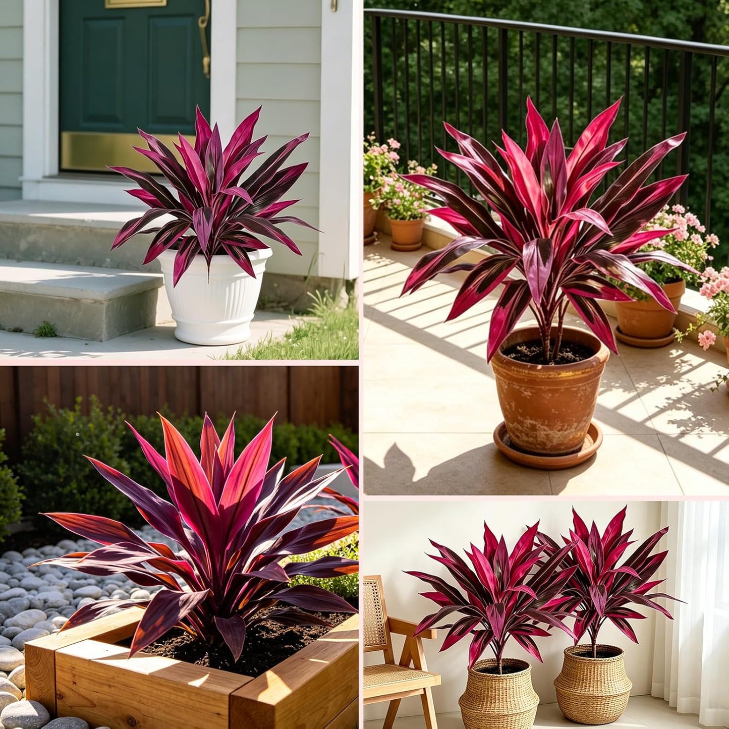 2pcs Large Realistic Artificial Boston Fern & Dragon's Blood Tree Artificial Turf UV Resistant Red Cordyline Ti Plants Red/Pink Vibrant Purple Leaves (A)