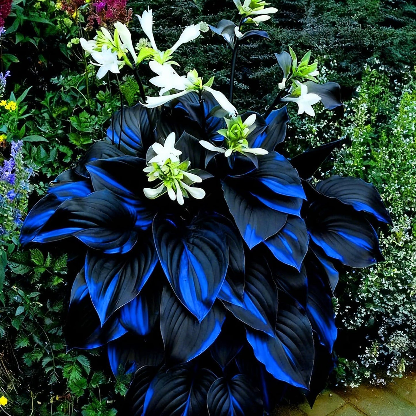 2pcs Hosta Bulb Flowers Shape Decorative Shade Landscapes with Smooth Leaf Texture Appeal (Black)