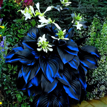 2pcs Hosta Bulb Flowers Shape Decorative Shade Landscapes with Smooth Leaf Texture Appeal (Black)