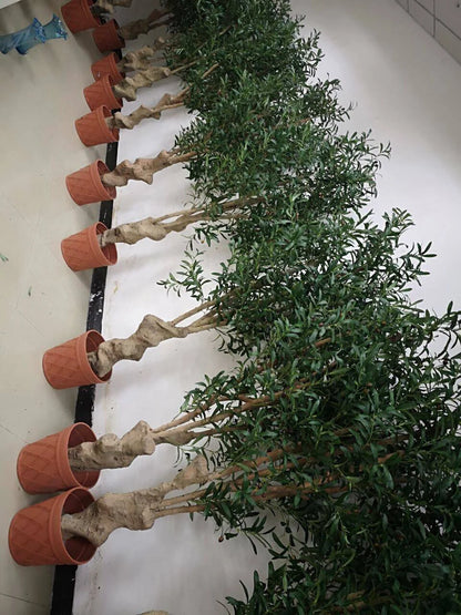Large Old Olive Tree Fiberglass Trunk 6ft 7ft Artificial Fabric Beautiful Garden Decorative Element