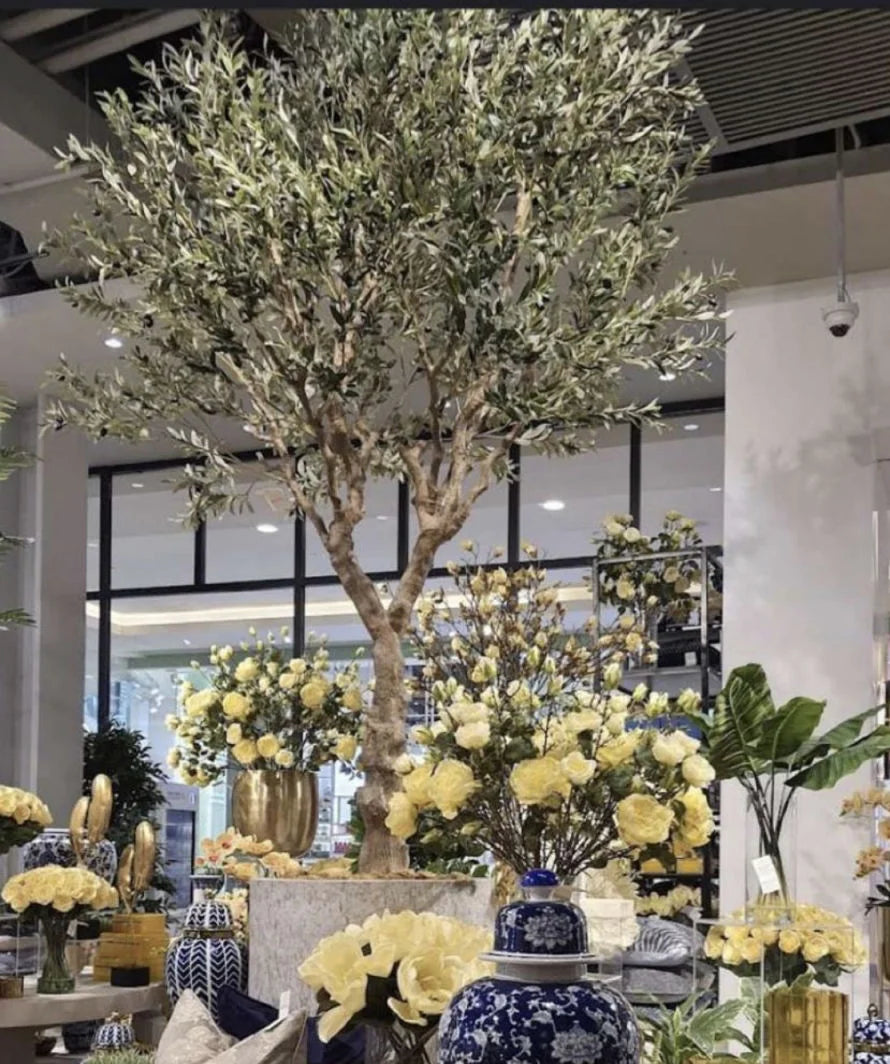 Large Big Green Olive Trees