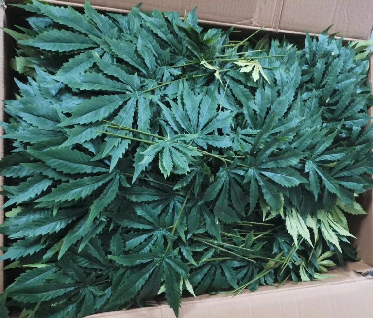 Faxu Marijuana Plants  Fake Hemp  Plant  for Home Decor