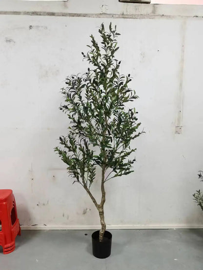 Large Big Green Olive Trees
