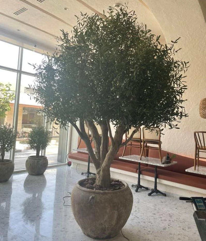 Artificial Large Olive Tree Natural Trunk